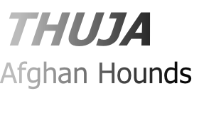 THUJA 
Afghan Hounds
